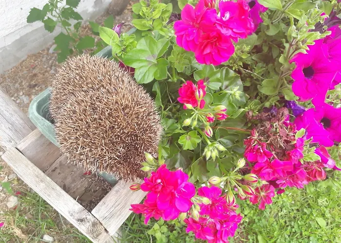 Unterhof 3* フラッハウ